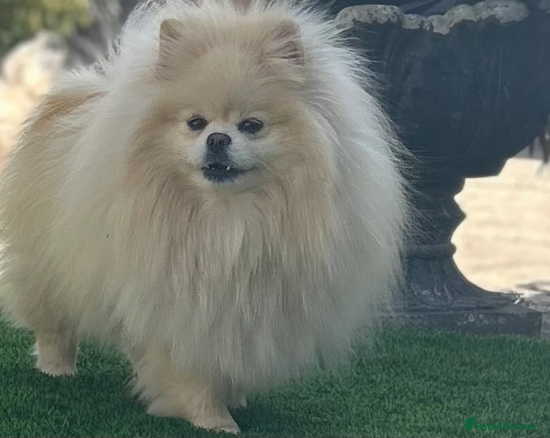 Pomeranian dogs for sale: Russian coated Pomeranian in Longfield - Advert 2