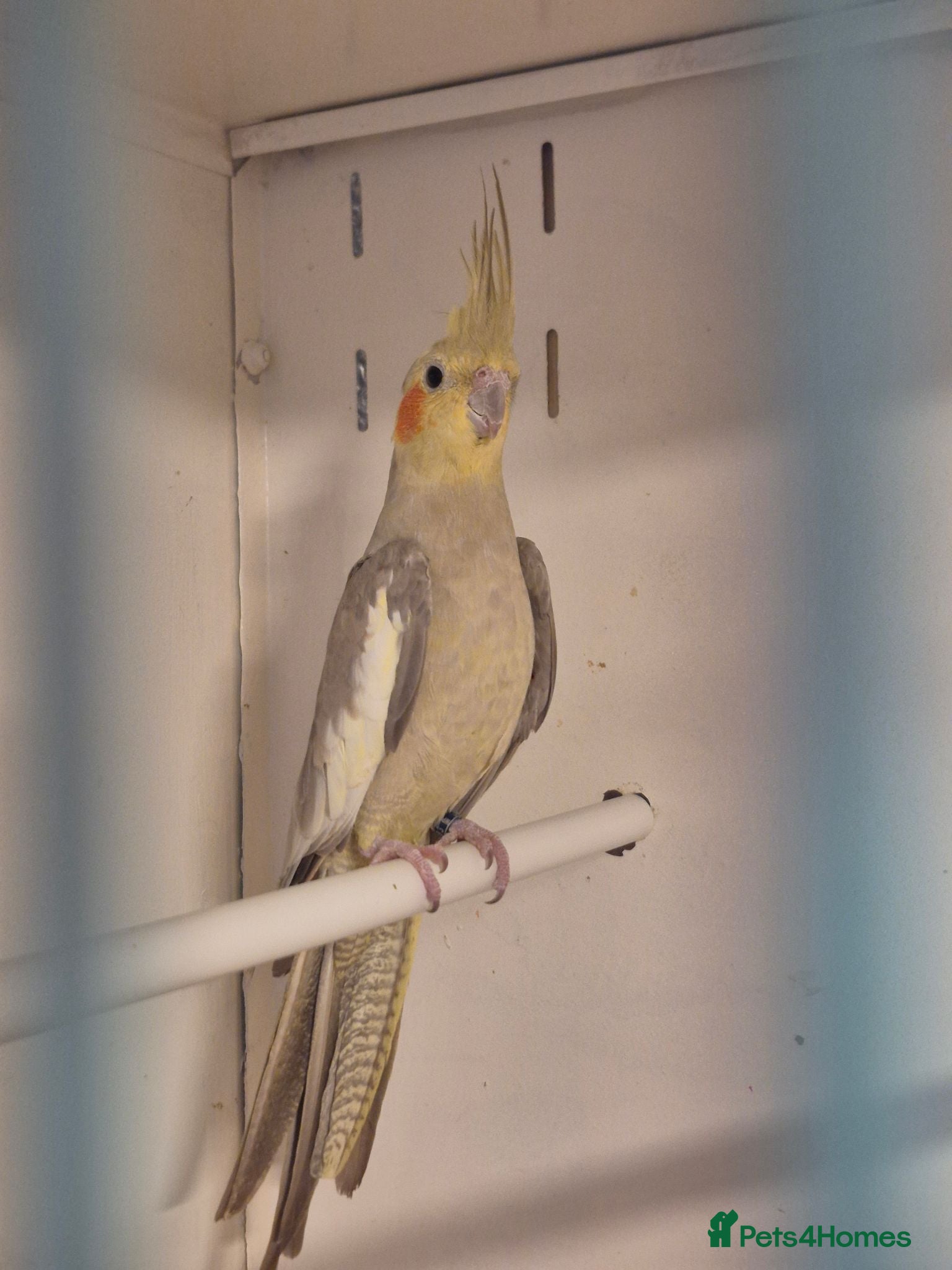 Cockatiels birds Young Cockatiels and semi tame cockatiels  - Advert 2