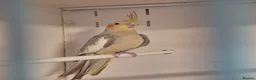 Cockatiels birds for sale: Young Cockatiels and semi tame cockatiels  - Advert 1
