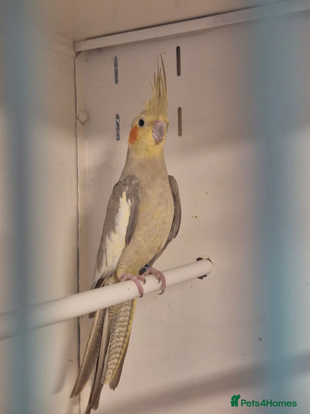 Cockatiels birds for sale: Young Cockatiels and semi tame cockatiels  - Advert 1