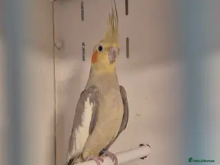 Cockatiels birds Young Cockatiels and semi tame cockatiels - Advert 2