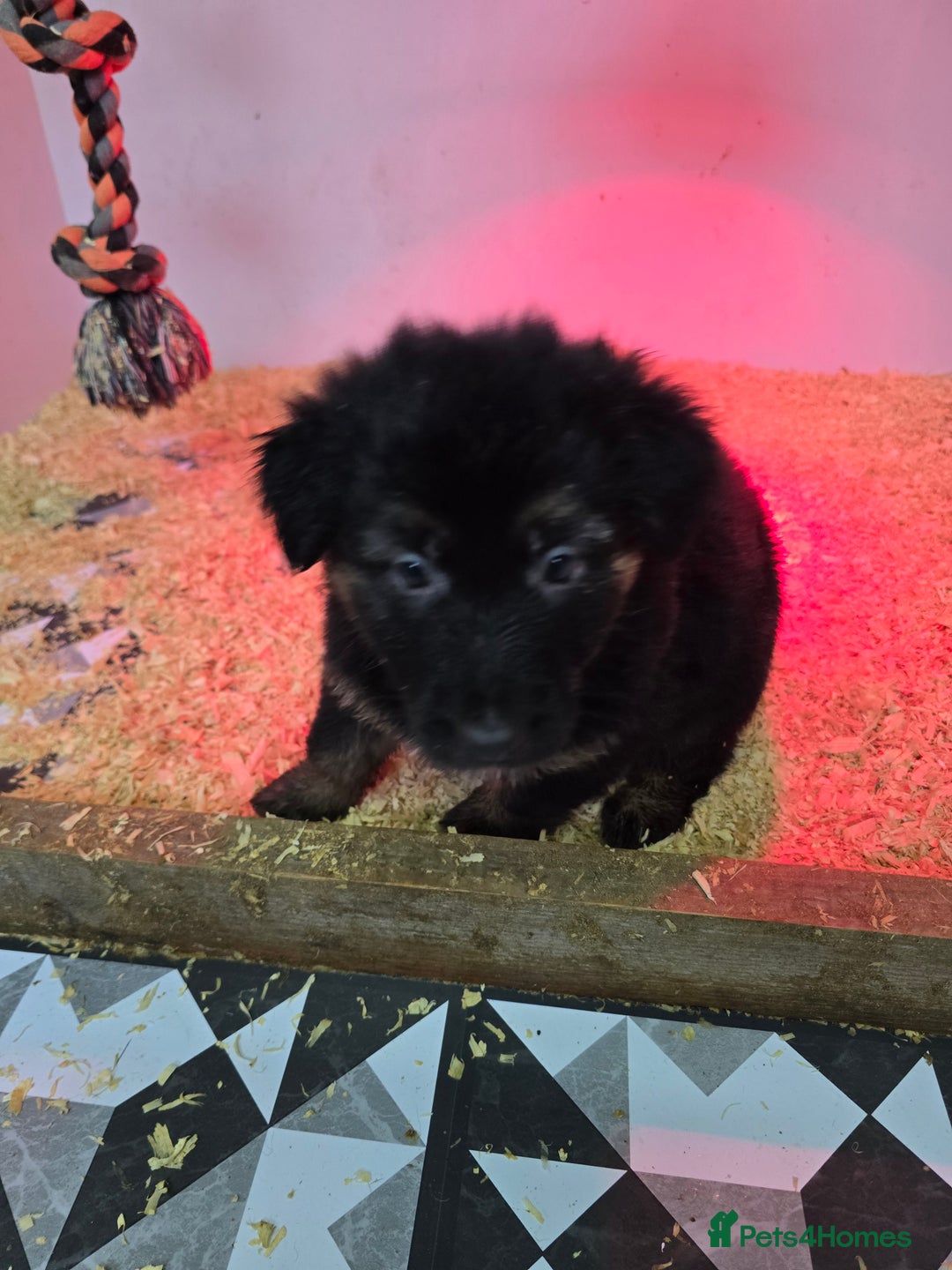 German Shepherd dogs for sale: Chunky German shepherd puppies for sale  - Advert 13