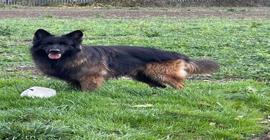 German Shepherd dogs in Doncaster - Advert 15