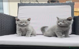 British Shorthair cats for sale: ☆READY NOW☆ {2 LOVELY BOYS} bsh kittens💙💙  - Image 3