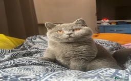 British Shorthair cats for sale: British Shorthair Blue – 4-Month-Old Kitten - Advert 8