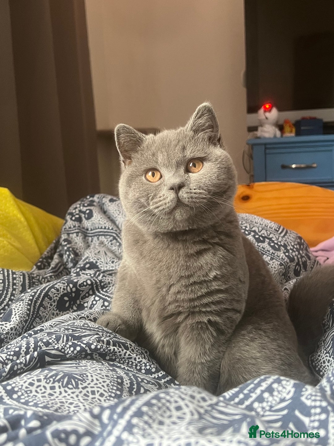 British Shorthair cats for sale: British Shorthair Blue – 4-Month-Old Kitten - Advert 8