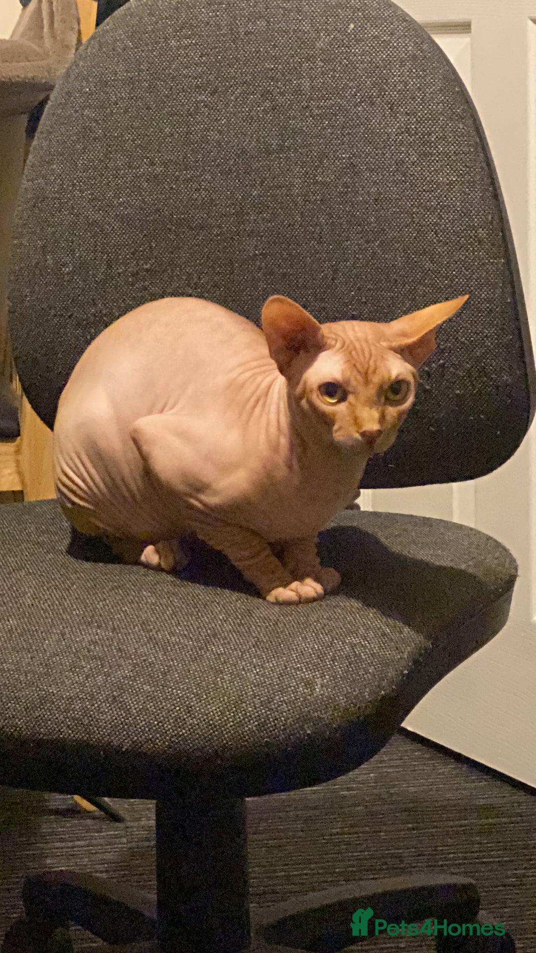 Sphynx cats for stud: Aslan  - Advert 2