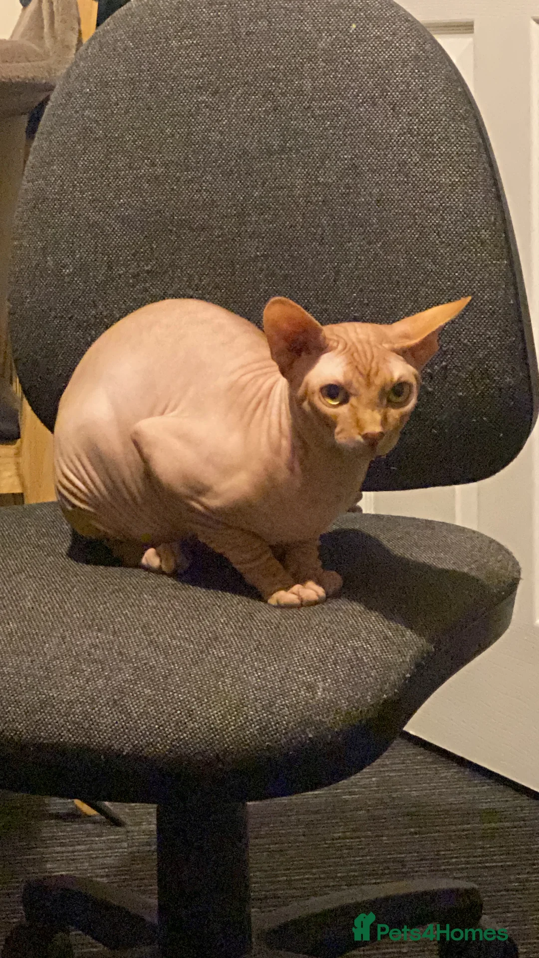 Sphynx cats for stud: Aslan  - Advert 2