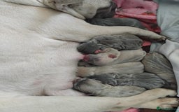 French Bulldog dogs for sale: French Bulldog Puppies  - Image 9