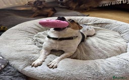 Jack Russell dogs for adoption: Bandit - Hingham Norfolk  - Advert 3