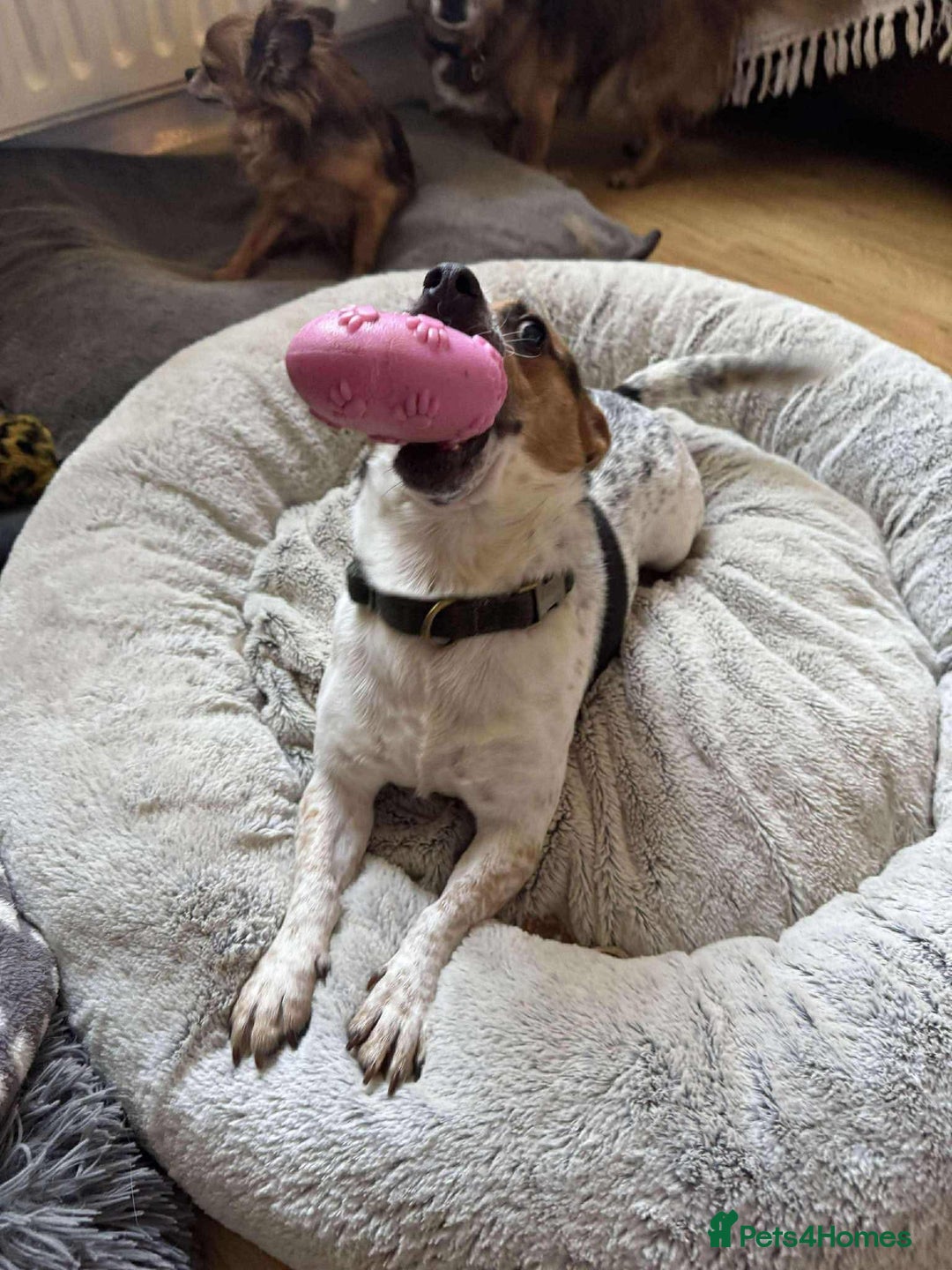 Jack Russell dogs for adoption: Bandit - Hingham Norfolk  - Advert 3