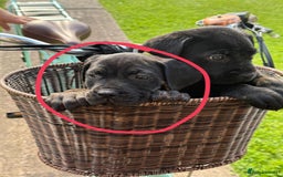 Cane Corso dogs for sale: Cane Corso  - Image 10