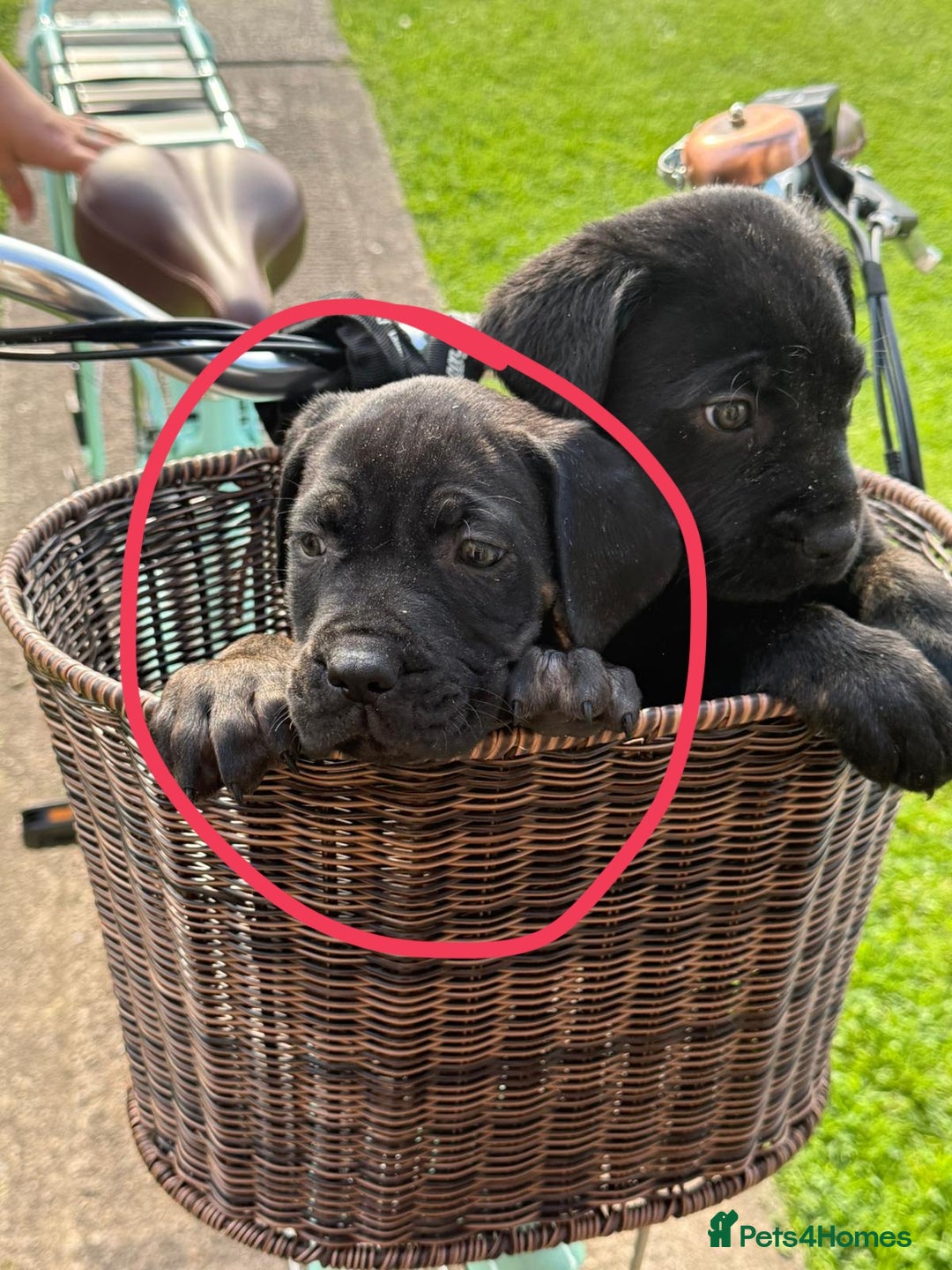 Cane Corso dogs for sale: Cane Corso  - Image 10