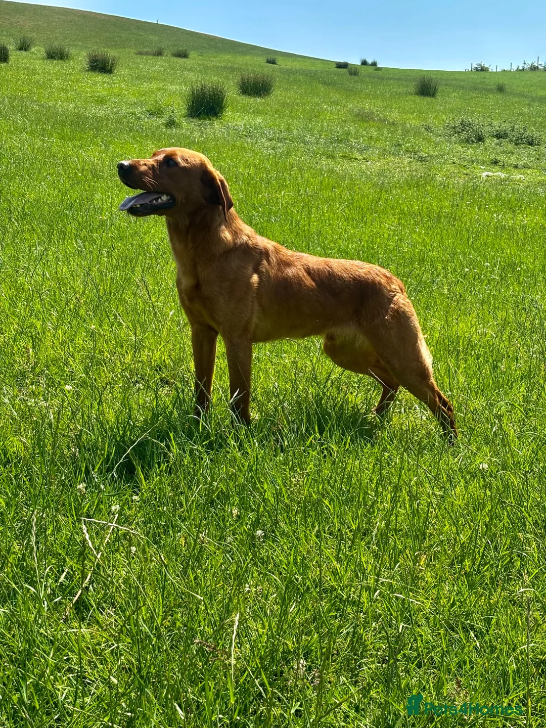 Labrador Retriever dogs for stud: Cedar fully health tested  - Advert 2