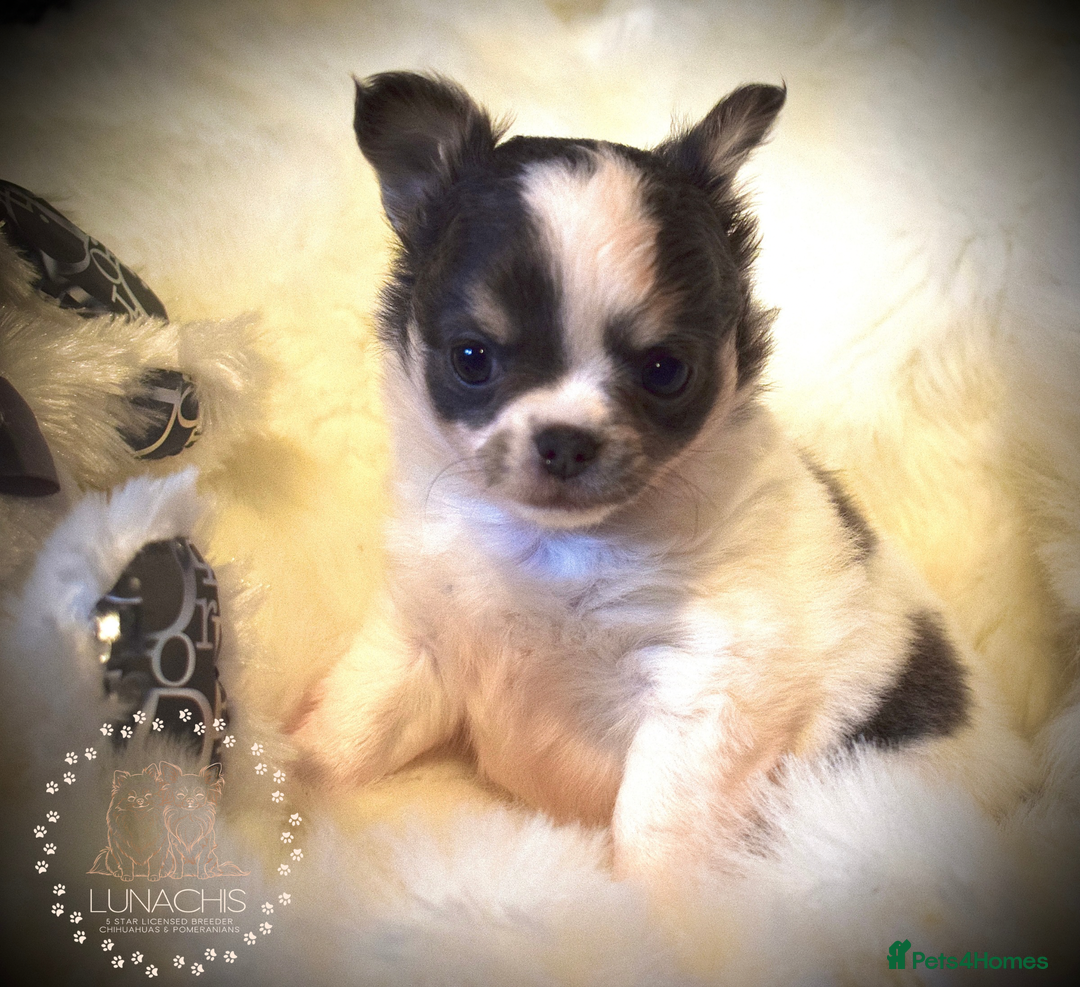 Chihuahua dogs for sale: Stunning chihuahua puppies  - Advert 9