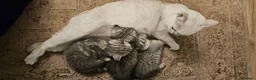 British Shorthair cats for sale: Fabulous kittens  ready  for their forever home in Dunmow - Advert 6