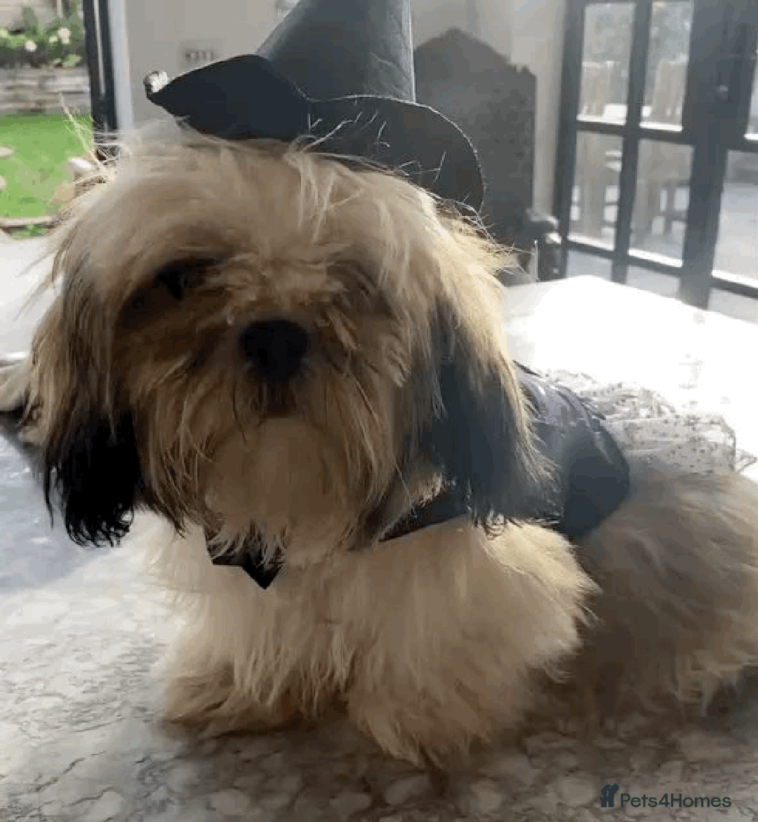 Shih Tzu dogs for sale: Shih Tzu Beauties, Imperial lines - Advert 5