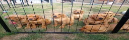 Labrador Retriever dogs for sale: Working Fox Red Lab Pups in King's Lynn - Advert 3