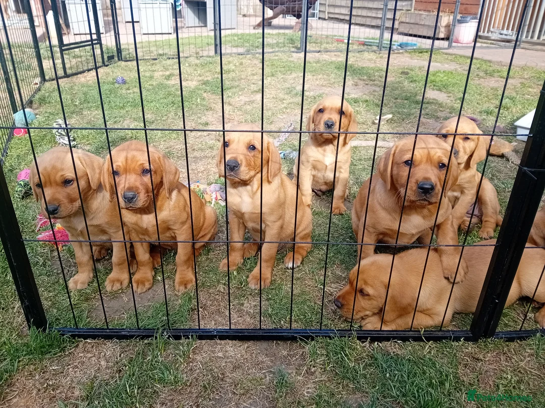 Labrador Retriever dogs for sale: Working Fox Red Lab Pups in King's Lynn - Advert 3