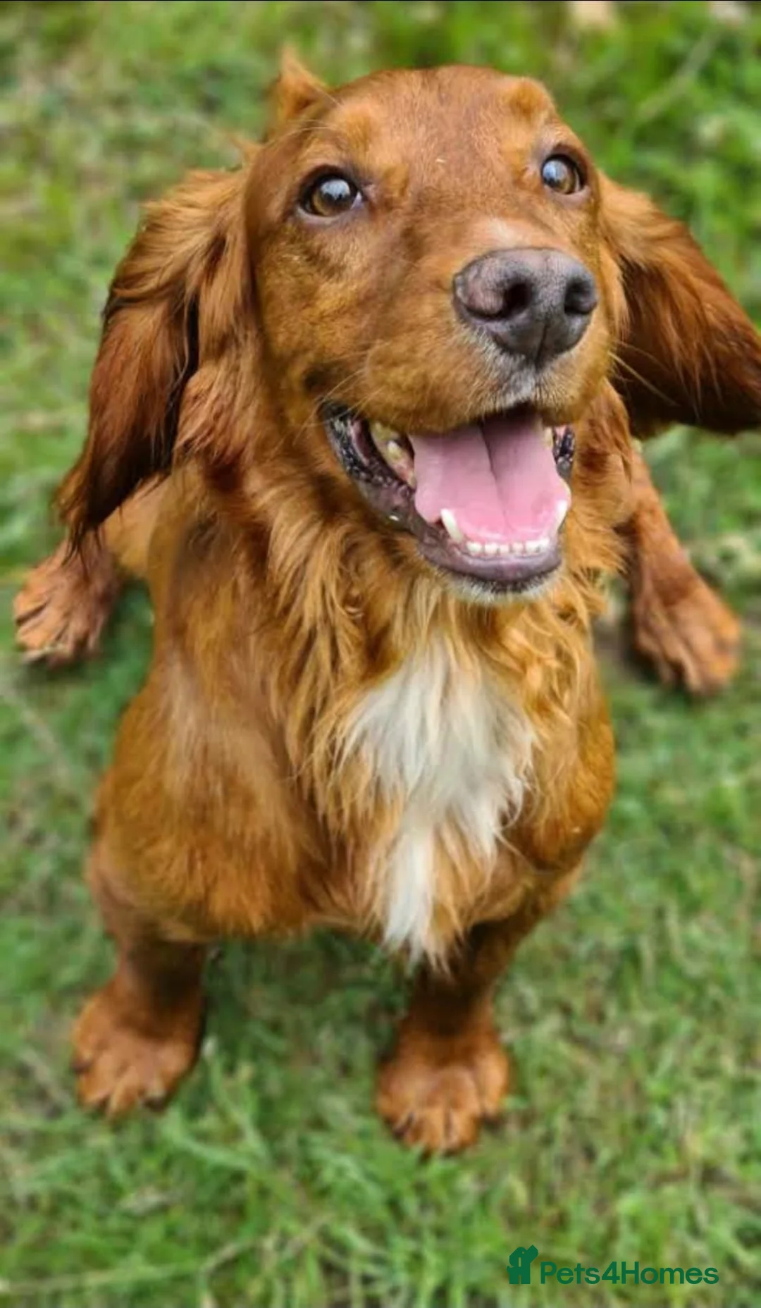 Cocker Spaniel dogs for stud: Attractive, proven red cocker spaniel stud dog in Bristol - Advert 1