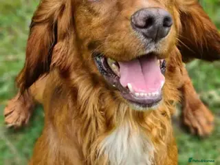 Cocker Spaniel dogs Attractive, proven red cocker spaniel stud dog in Bristol - Advert 11