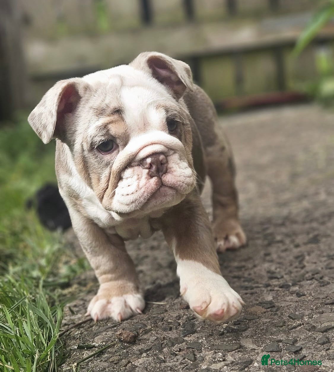 English Bulldog dogs READY TO LEAVE! Lilacs females! - Advert 6