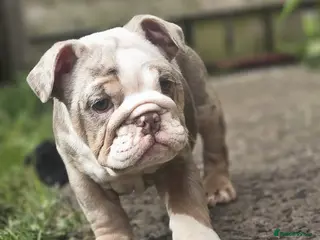 English Bulldog dogs READY TO LEAVE! Lilacs females! - Advert 6