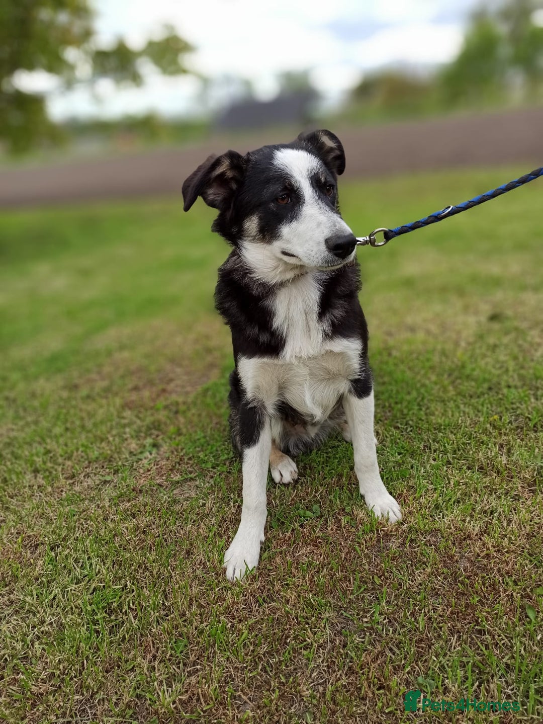 Mixed Breed dogs for adoption: 💙BENNY💙 – Dreams of His First Birthday at Home - Advert 9