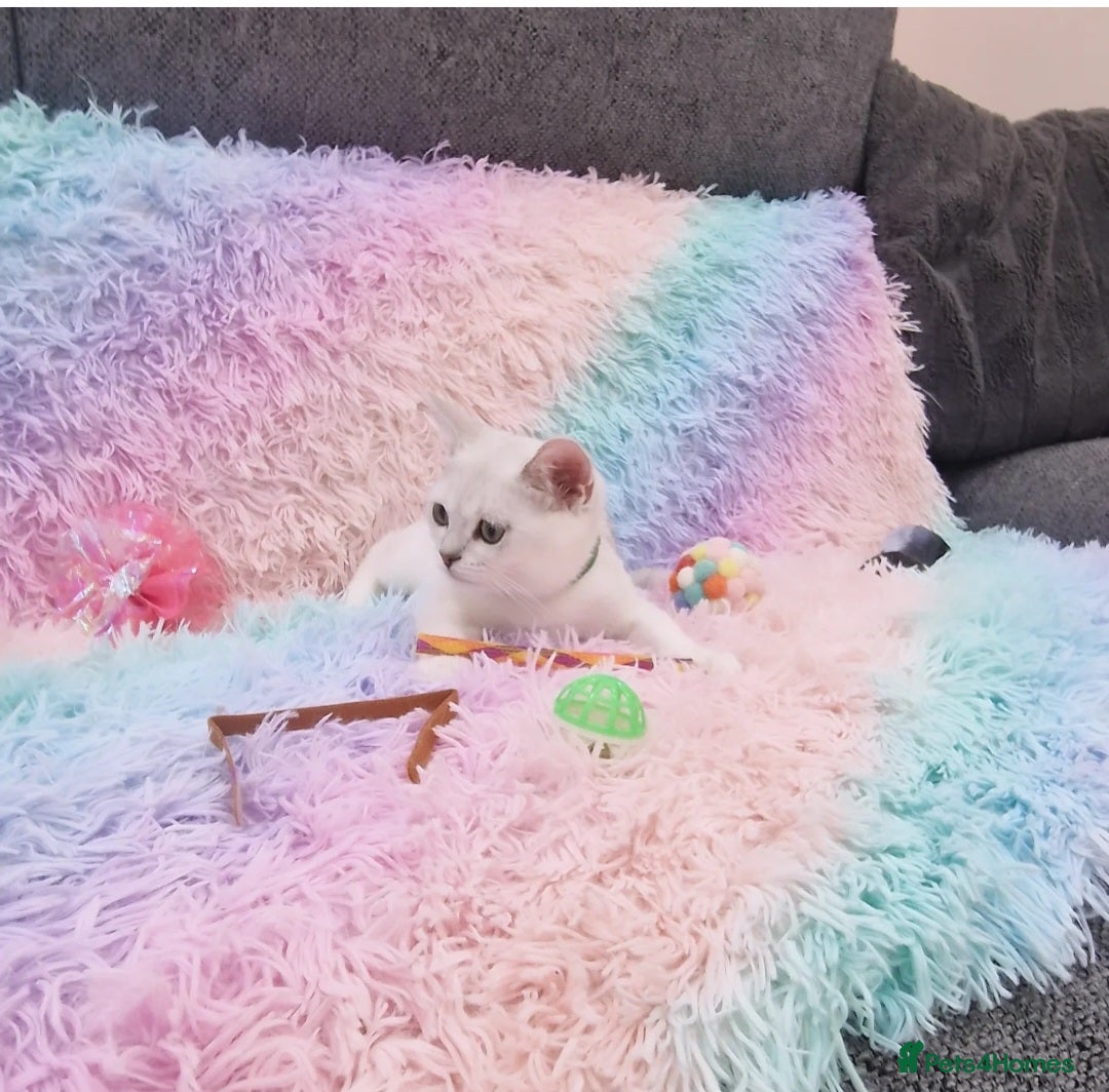 British Shorthair cats for sale: British Shorthair Silver Chinchilla  - Image 29
