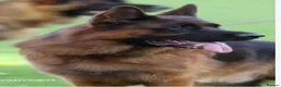 German Shepherd dogs for sale: German Shepherd Pups - Advert 3
