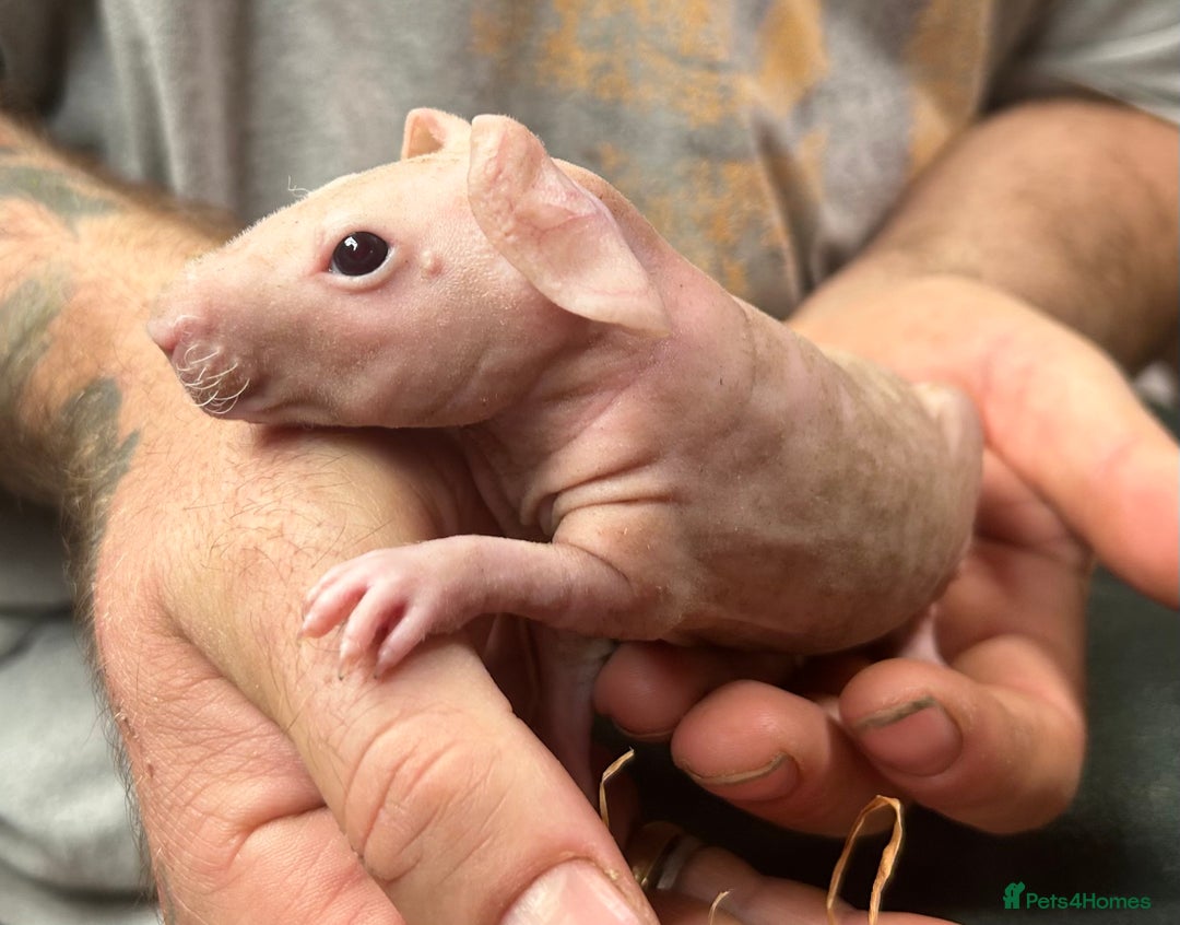Guinea Pig rodents for sale: 4 Skinny Pig/werewolf Boars  in Doncaster - Image 1