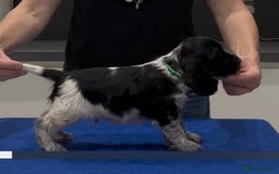 Cocker Spaniel dogs for sale: Blue Roan Show Cocker Spaniels  - Image 13