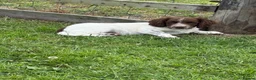Sprocker dogs for sale: Male Sprocker Spaniel: Vaccinated/Health-Checked in Llandysul - Advert 4