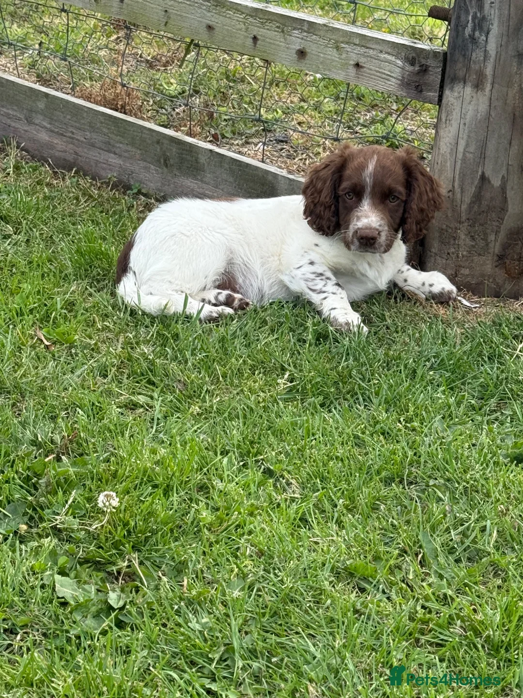 Sprocker dogs for sale: Male Sprocker Spaniel: Vaccinated/Health-Checked in Llandysul - Advert 4