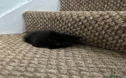 Exotic cats for sale: Kitten for sale - Image 9