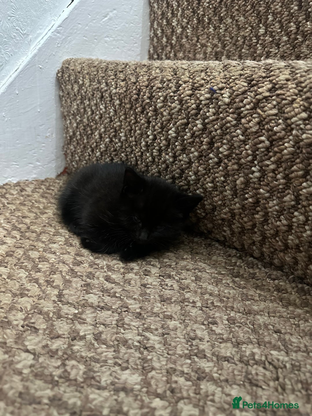 Exotic cats for sale: Kitten for sale - Image 9