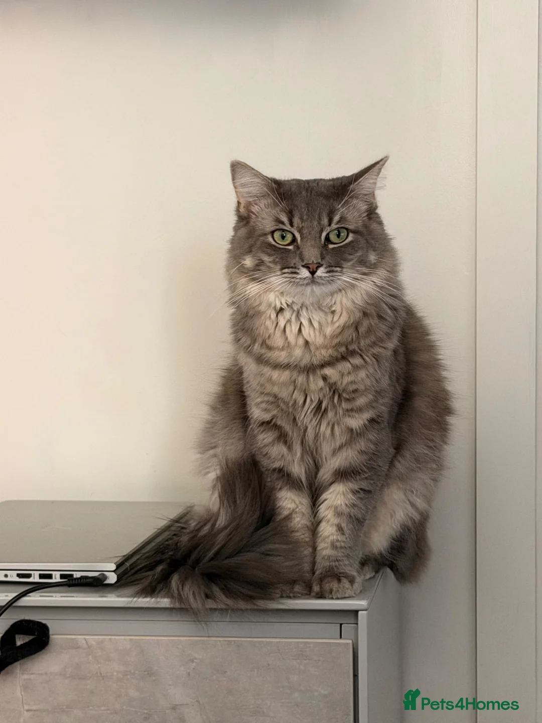 Ragdoll cats for sale: Gorgeous Intact Ragdoll Cross - Advert 1