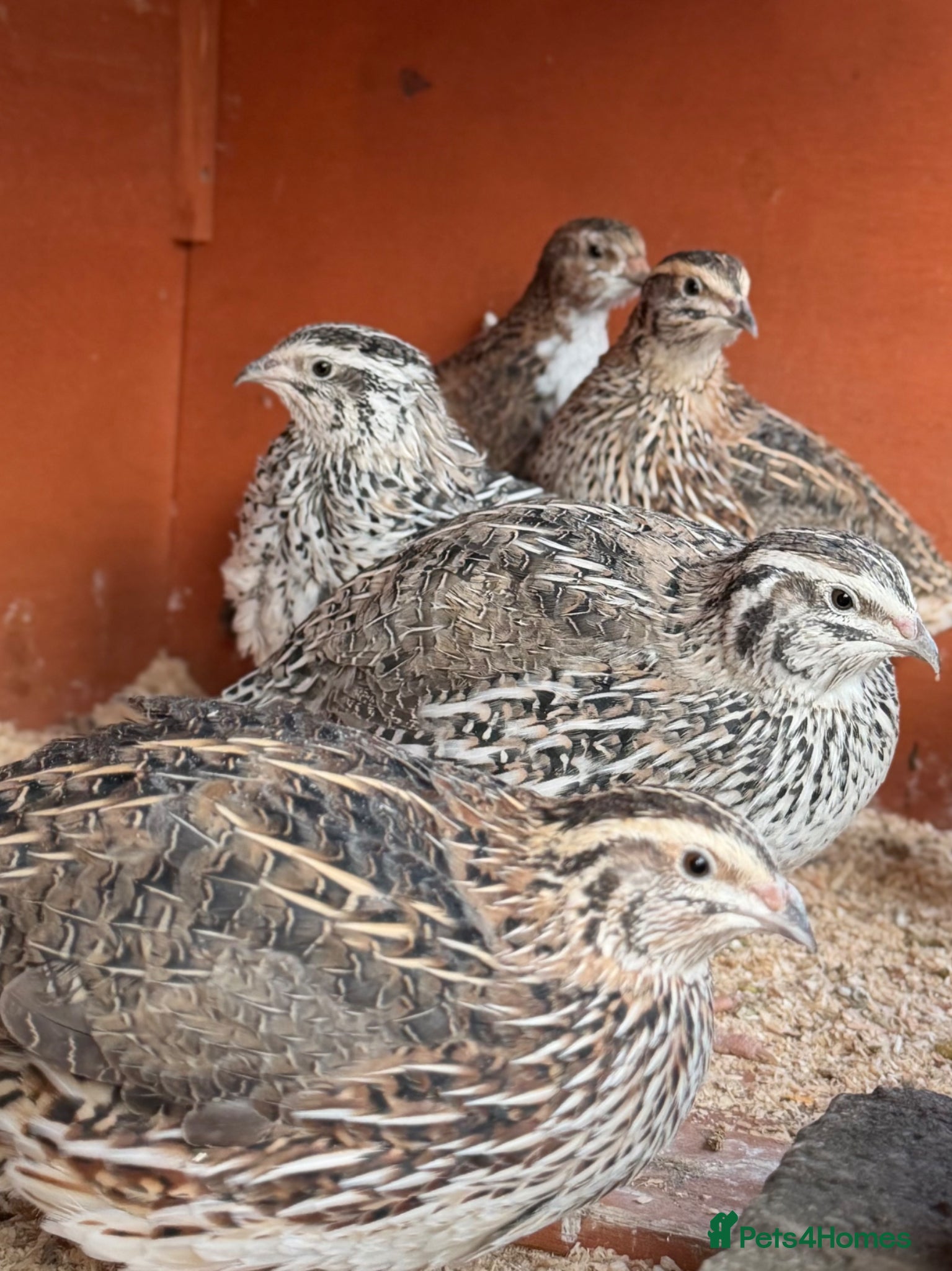 Quail poultry 14 Coturnix Quail for sale - Advert 1
