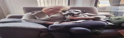 Dalmatian dogs for sale: Beautiful 8MonthOld Female Dalmatian - Advert 3