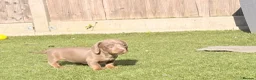 Miniature Dachshund dogs for sale: Beautiful miniature babies  - Advert 15