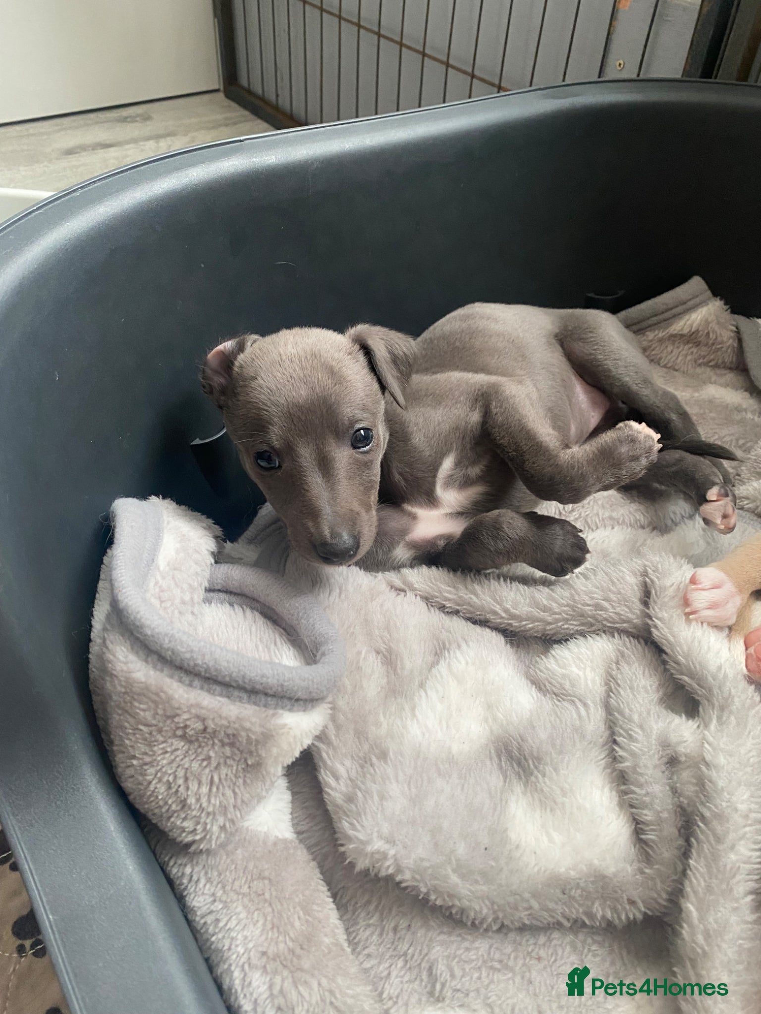 Whippet dogs for sale: KC Reg Whippet  - Advert 1