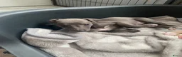 Whippet dogs for sale: KC Reg Whippet  - Advert 1