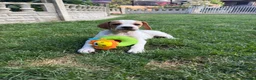 Pointer dogs for sale: Pointer pups | Working & Champion Bloodlines  - Advert 7