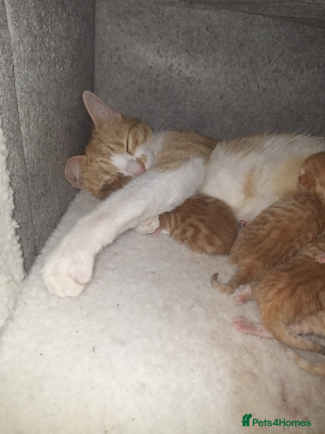 Mixed Breed cats for sale: Kittens ready for forever home - Image 20