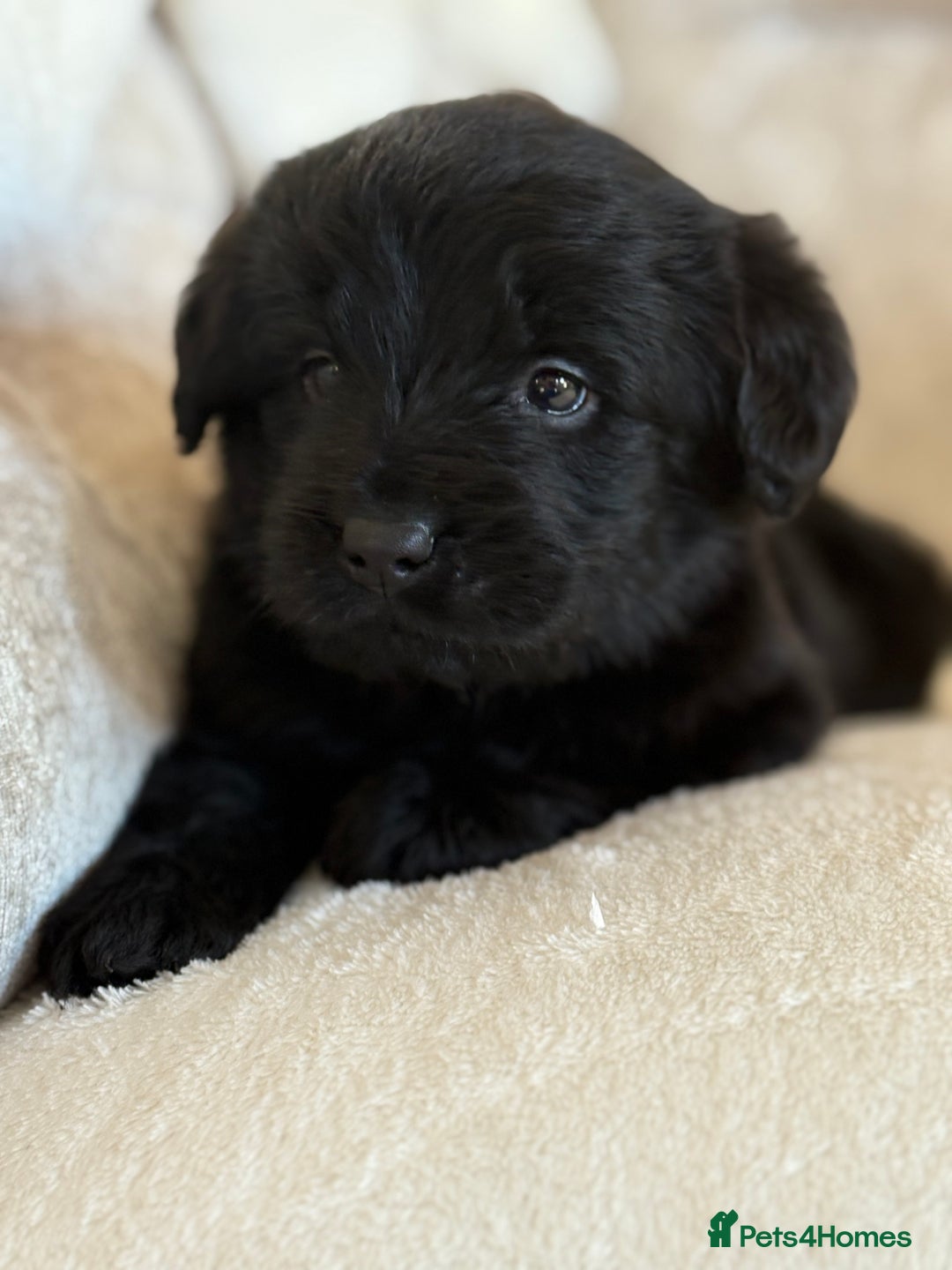Labradoodle dogs for sale: Gorgeous f1 labradoodle puppies - Advert 6