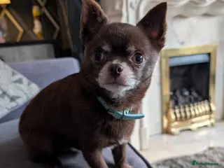 Chihuahua dogs FREDERICK VON LOVEHUNTER KC Champion heritage Stud - Advert 6