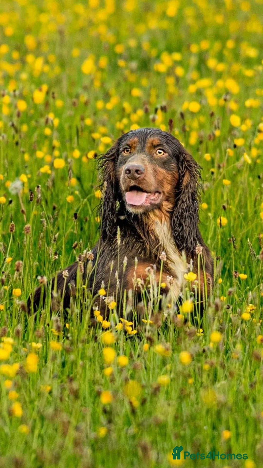 Cocker Spaniel dogs for sale: KC Reg Working Cocker Spaniel puppies in Workington - Advert 11