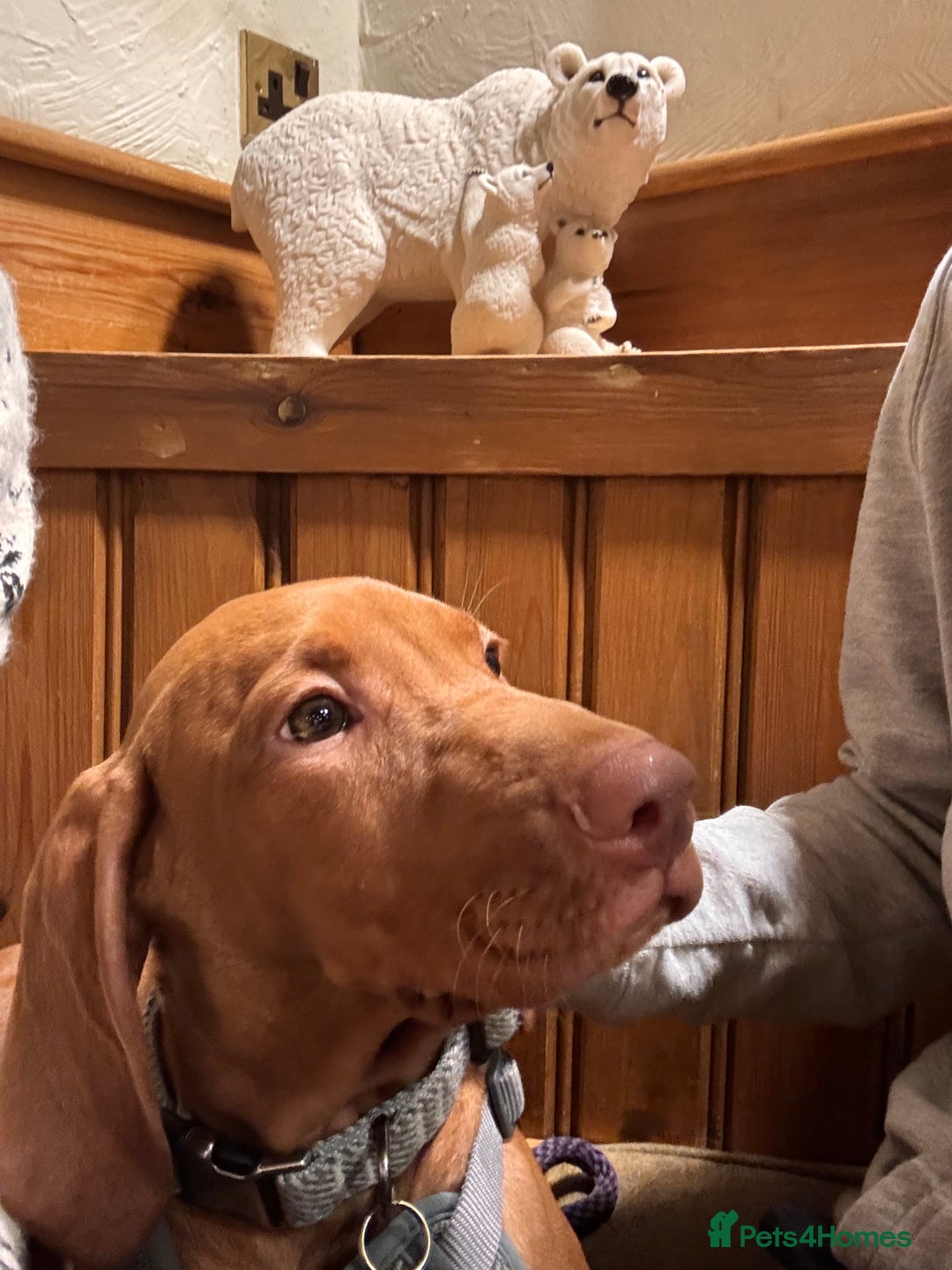 Hungarian Vizsla dogs for sale: Hungarian Vizsla  - Advert 3