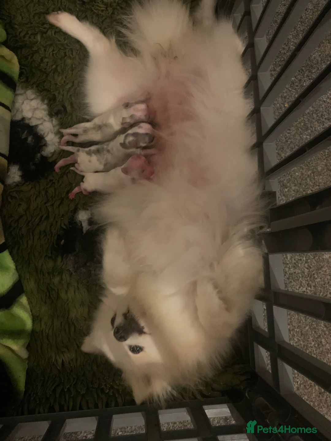 Mixed Breed dogs for sale: Beautiful white and blue Cockeranians  in Barnsley - Advert 19