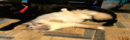 Ragdoll cats for stud: GCCF Active Blue Point Mitted Ragdoll Stud - Advert 3